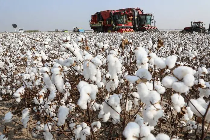 Xinjiang cotton